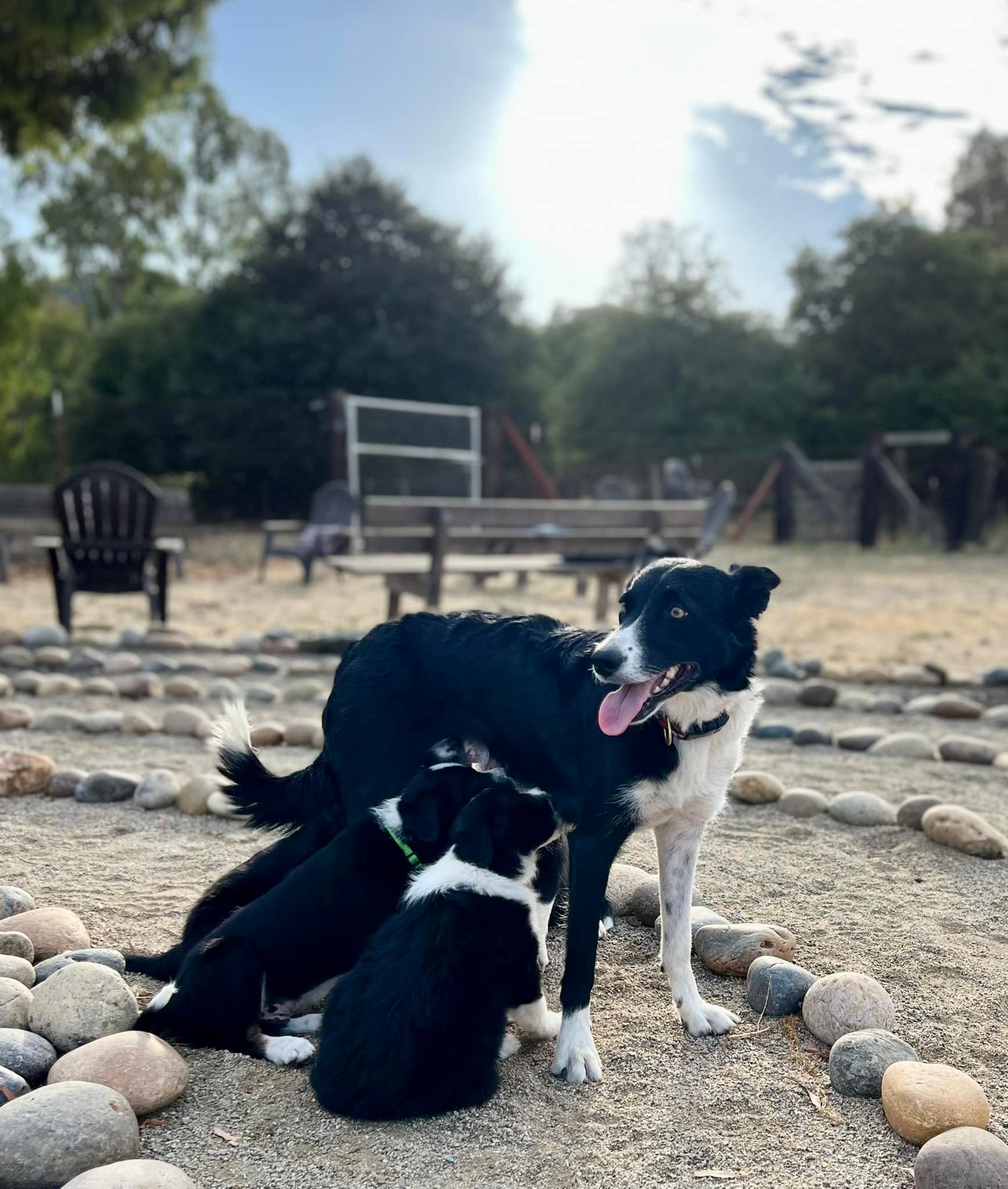 Two sales border collies